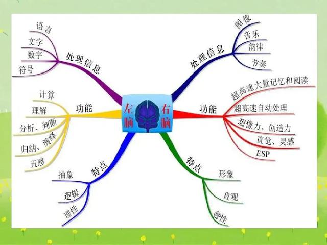 1岁如何开发右脑最好方法（青少年如何开发右脑最好方法）"