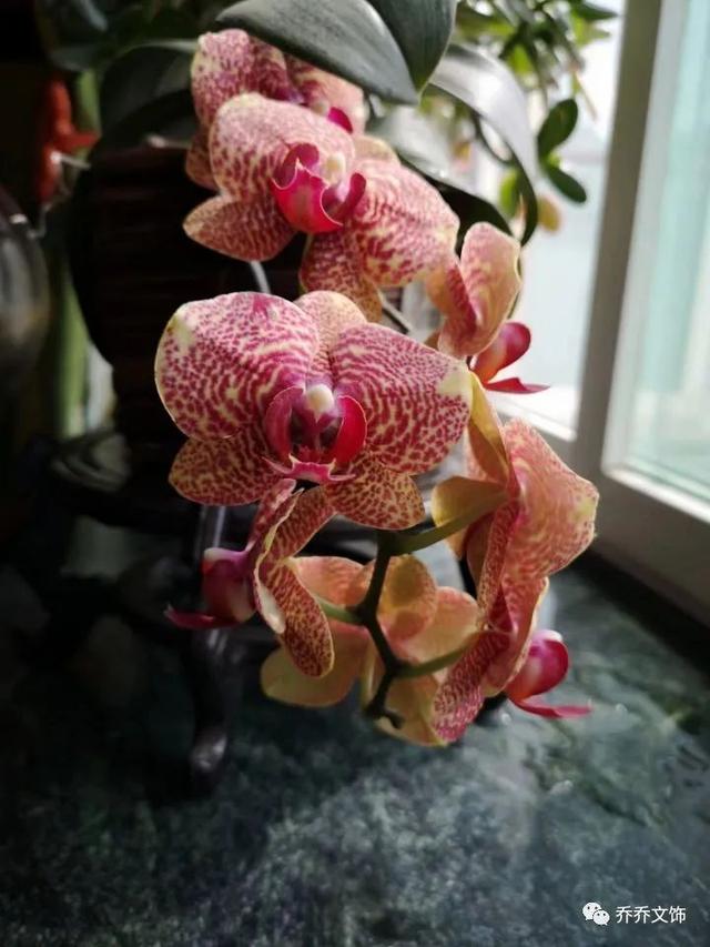 种花发朋友圈短句，花的图片发朋友圈说说？