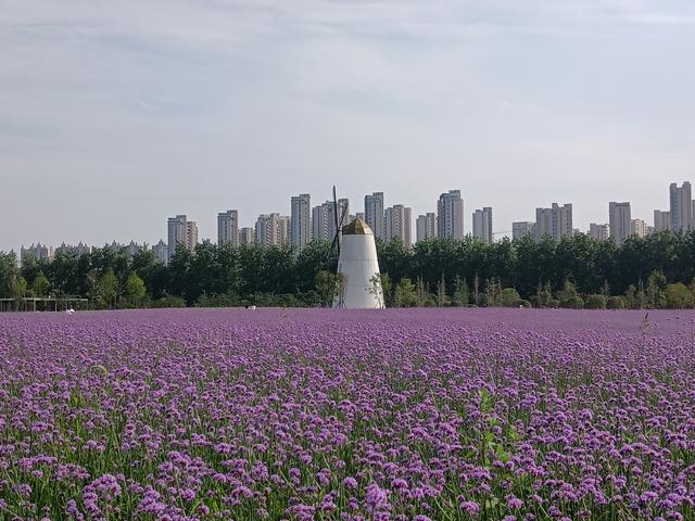 高清薰衣草视频素材，高清薰衣草视频大全？