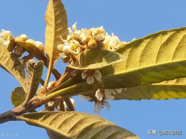赞美枇杷发朋友圈简短文字怎么说，发朋友圈枇杷的优美句子？