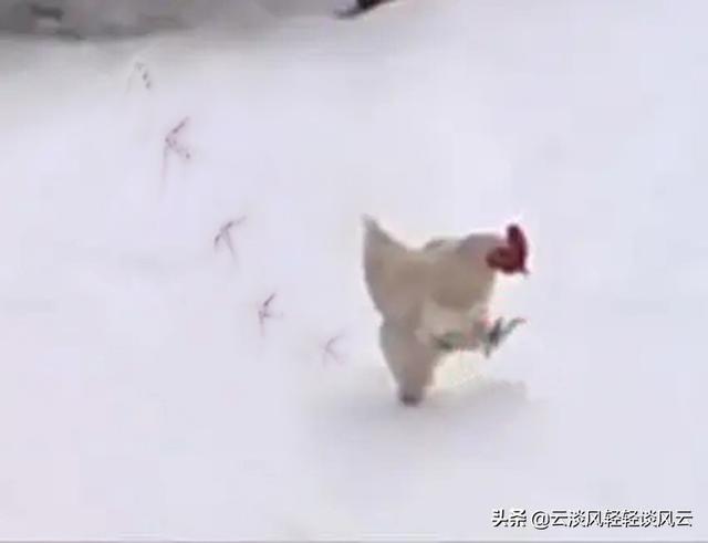 尚可诗牌子怎么样 健康吗（尚可诗是品牌吗）