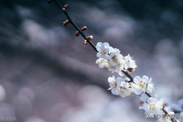 发朋友圈野花的句子伤感说说，野花发朋友圈说说？