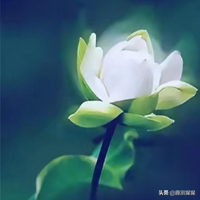 下载星座运势小程序，下载星座运势小程序安装？