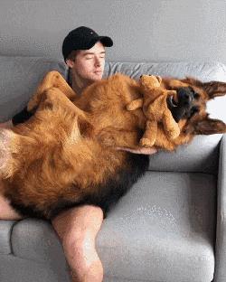 家养马犬的好处（养马犬好不好）
