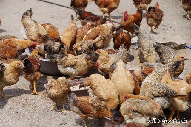 养鸡能赚多少，养鸡赚钱吗_？