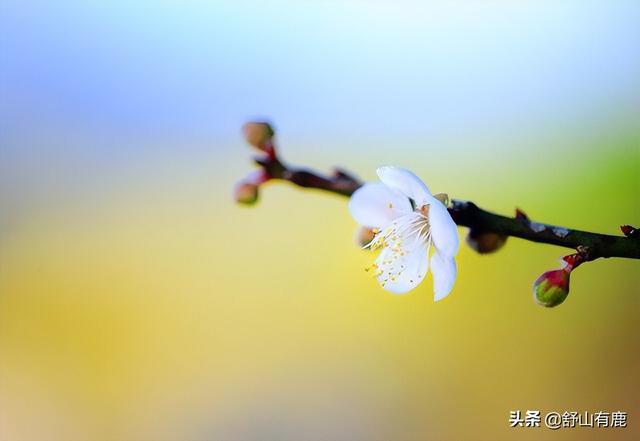 桃花劫是情劫吗，桃花劫要挡,桃花债要还？