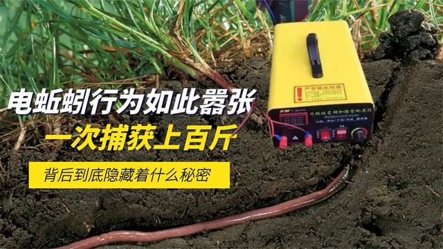 网上卖抓蚯蚓是骗局吗，抓捕蚯蚓能赚钱不？