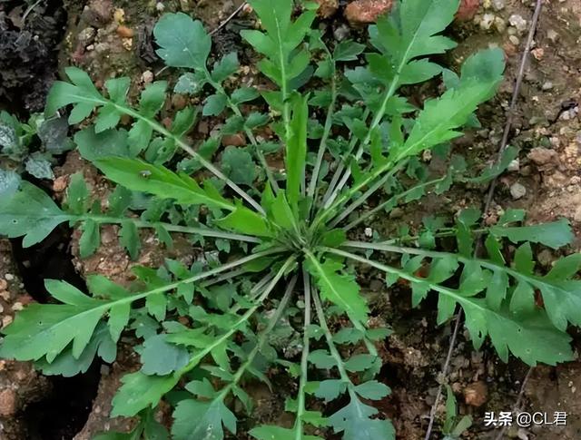 乡下种植什么最赚钱又省事，乡下种植什么最赚钱又省事儿？