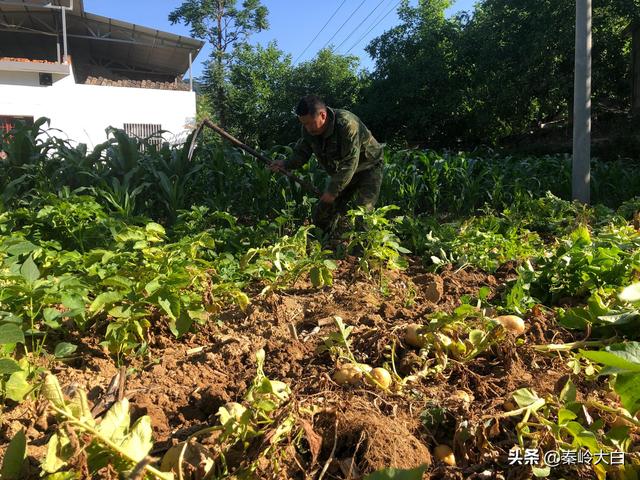 山芋什么时候传入中国（山芋何时传入我国）