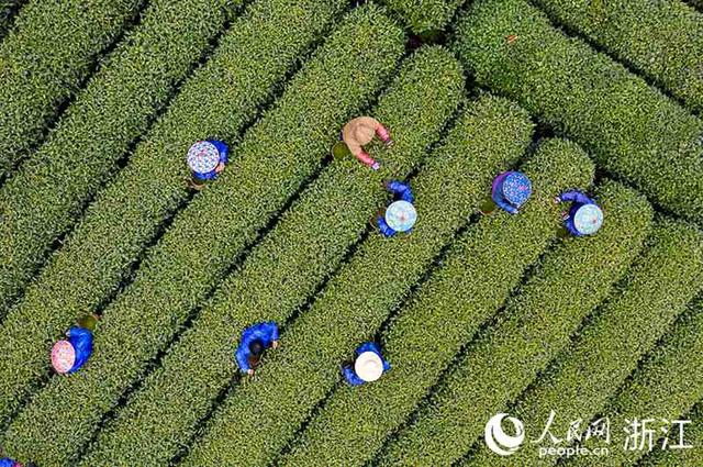 杭州微信喝茶群去哪里找，杭州喝茶vx群