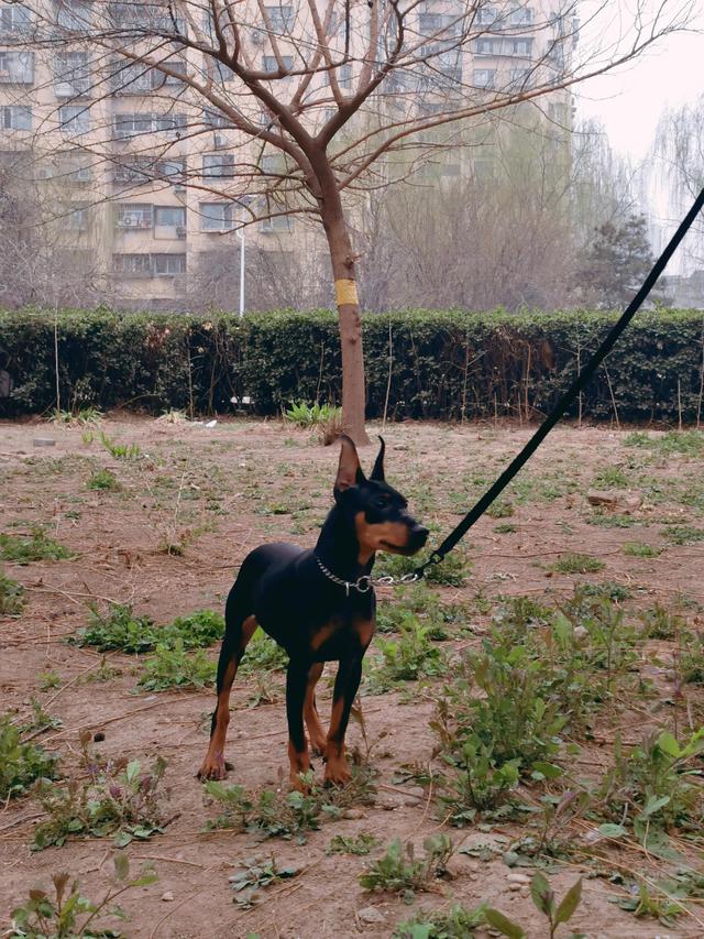 迷你杜宾犬的价格（杜宾犬迷你犬多少钱）