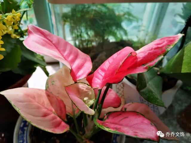 种花发朋友圈短句，花的图片发朋友圈说说？