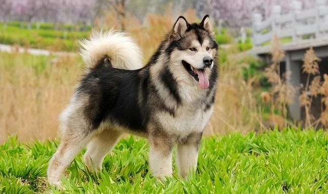 家养马犬的好处（养马犬好不好）