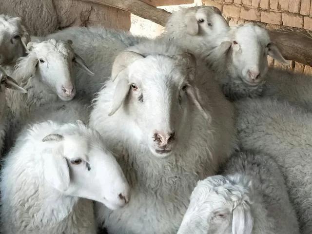 养20只母羊和打工相比（养20只母羊一年的利润）
