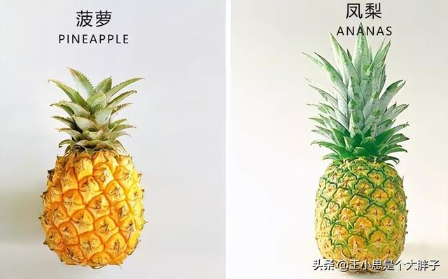 凤梨和菠萝有什么不一样的地方（凤梨和菠萝的是一样的吗）