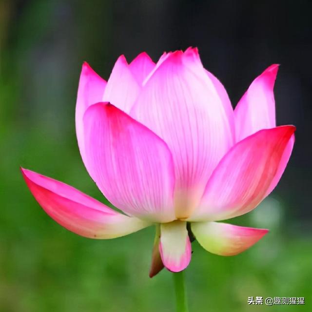 下载星座运势小程序，下载星座运势小程序安装？