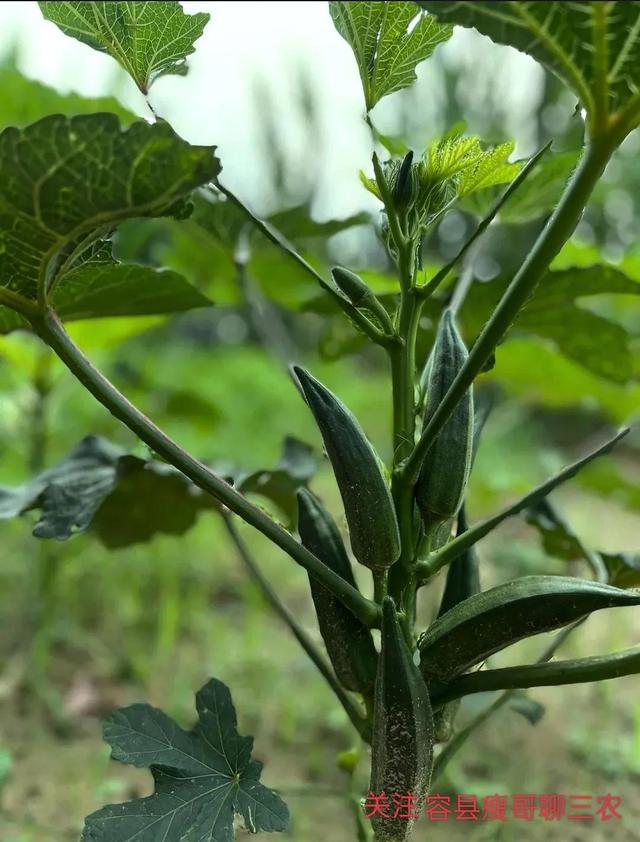 秋葵怎样种植和管理视频（秋葵的种植方法和管理）