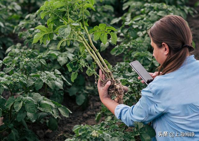 识花的软件哪个好用，看花识名小程序？