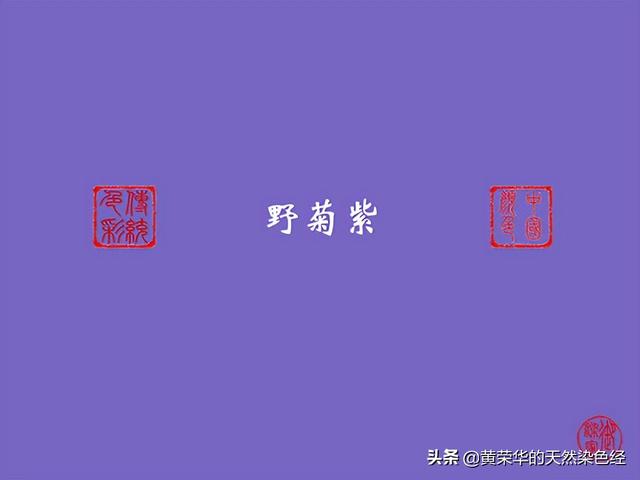野菊花图片 功效（药用野菊花图片）
