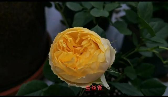 经常发花草朋友圈的女生，朋友圈爱发花花草草的女人？