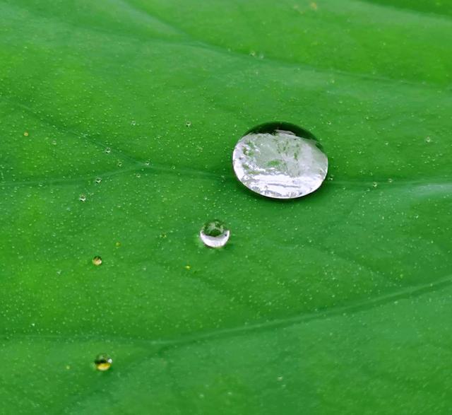 接天莲叶是什么季节的_（接天莲叶是不是夏天）