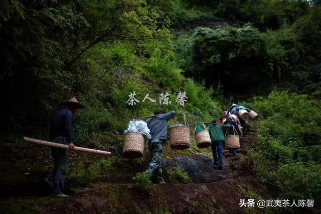 母树大红袍茶叶多少钱一斤（母树大红袍拍卖多少钱一克）