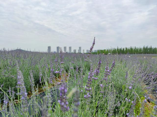 高清薰衣草视频素材，高清薰衣草视频大全？