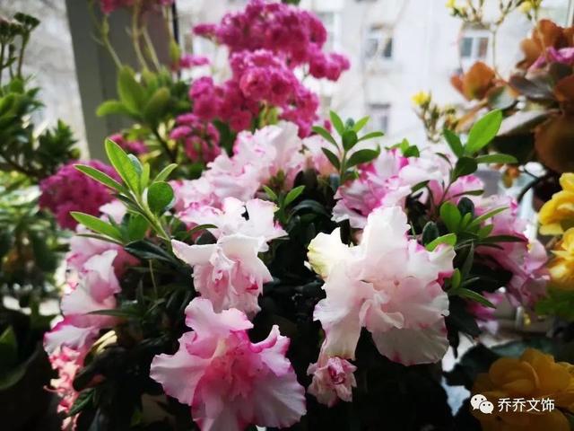 种花发朋友圈短句，花的图片发朋友圈说说？