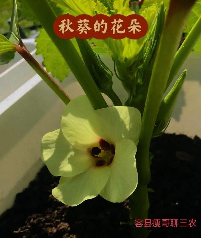 秋葵怎样种植和管理视频（秋葵的种植方法和管理）