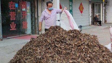 网上卖抓蚯蚓是骗局吗，抓捕蚯蚓能赚钱不？