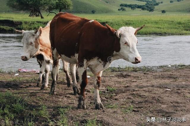 农村养殖政府扶持项目如何申请补助，如何向政府申请养殖项目？
