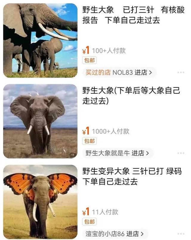 淘大象查排名工具（淘大象查排名app下载官网）