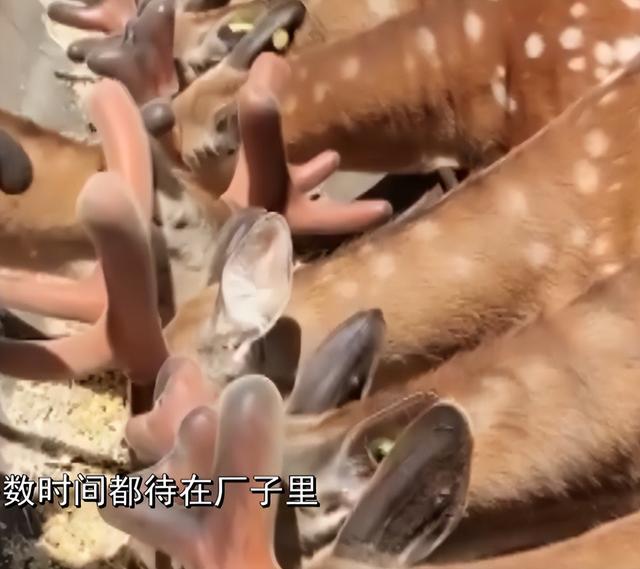 养殖业什么最赚钱农村养鸡（自己在家养鸡赚钱吗）