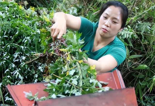怀孕在家干点啥能挣钱呢，怀孕可以做点什么赚钱？