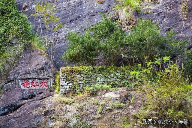 母树大红袍茶叶多少钱一斤（母树大红袍拍卖多少钱一克）