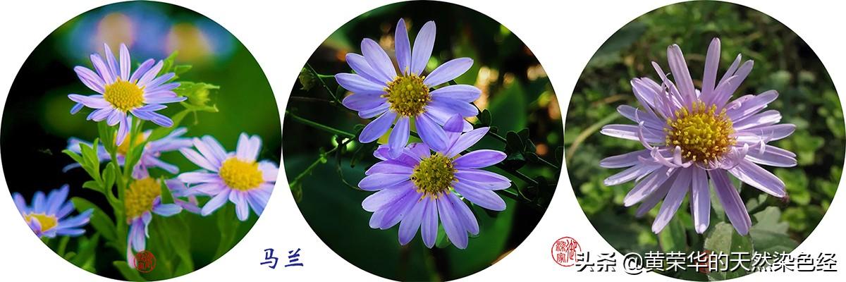 野菊花图片 功效（药用野菊花图片）
