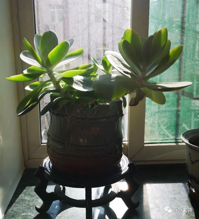 种花发朋友圈短句，花的图片发朋友圈说说？
