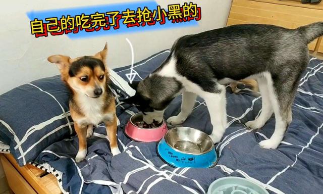 有趣的简介可以吸引粉丝宝妈，有趣的简介可以吸引粉丝宝妈吗？