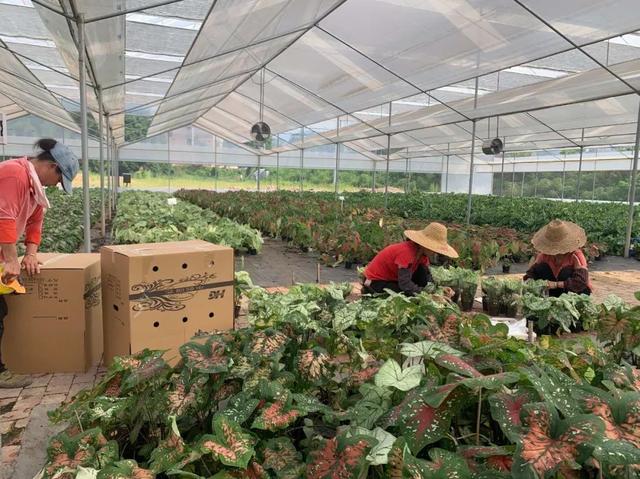 室内种植经济项目，小型室内种植致富？