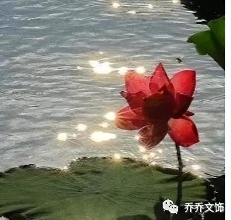 种花发朋友圈短句，花的图片发朋友圈说说？