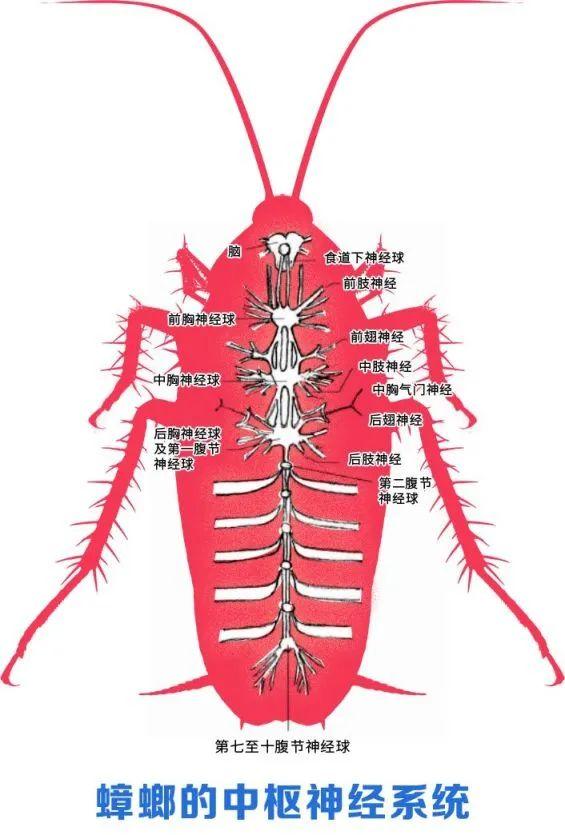 蟑螂有几根腿（蟑螂的腿图片）