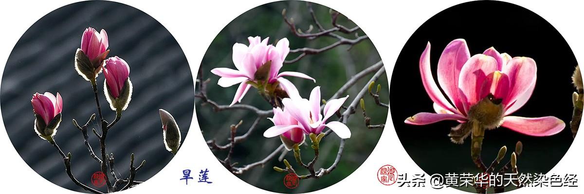 野菊花图片 功效（药用野菊花图片）