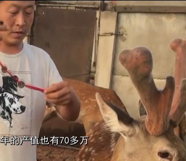 养殖业什么最赚钱农村养鸡（自己在家养鸡赚钱吗）