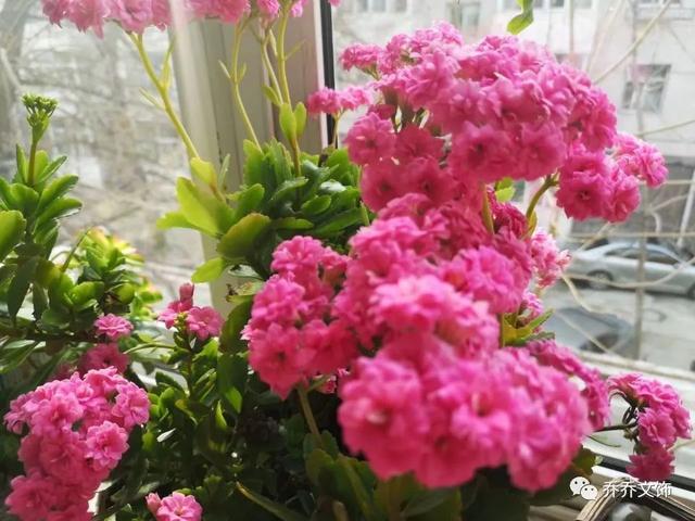 种花发朋友圈短句，花的图片发朋友圈说说？