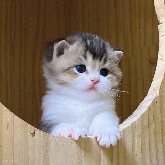 蓝猫一般多少钱一只（蓝猫市场价是多少）