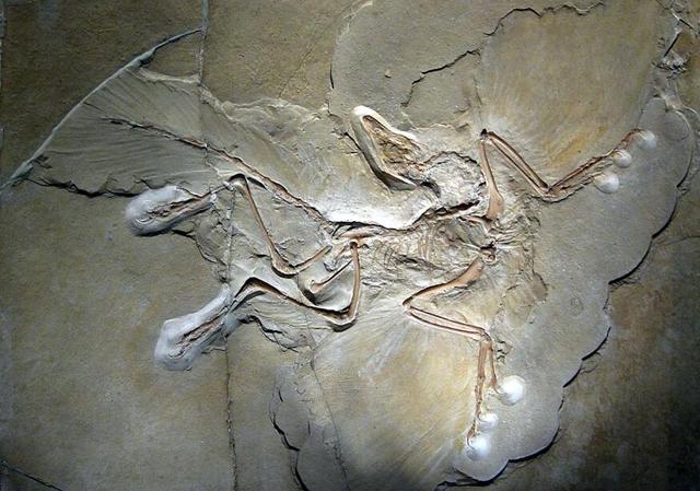 郑氏始孔子鸟化石可以推测什么（郑氏始祖鸟化石）