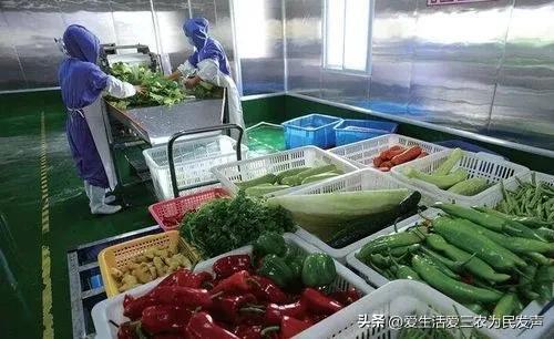 农村一个人干啥挣钱快呢（农村一个人做什么挣钱）