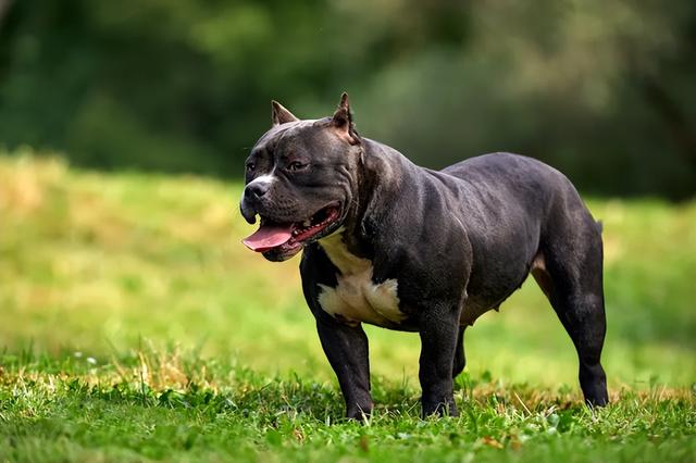 家养马犬的好处（养马犬好不好）