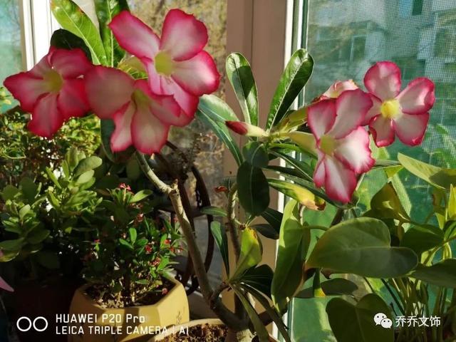 种花发朋友圈短句，花的图片发朋友圈说说？
