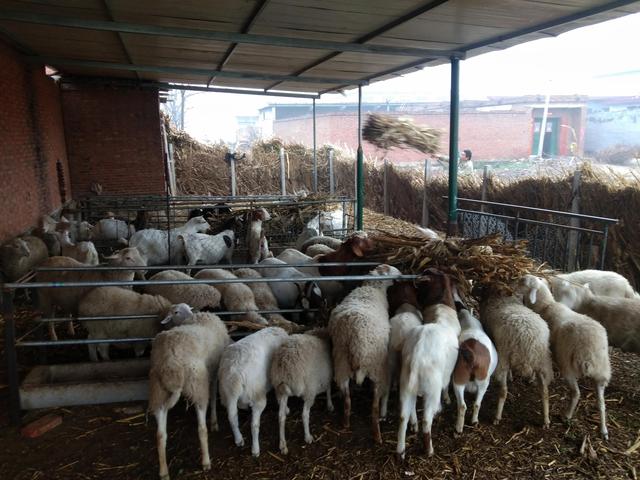养20只母羊和打工相比（养20只母羊一年的利润）